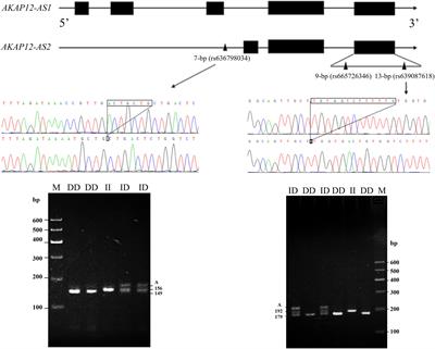 Goat AKAP12: Indel Mutation Detection, Association Analysis With Litter Size and Alternative Splicing Variant Expression